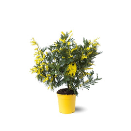 Mimosa Gaulois Touffe 50 cm - clicktofournisseur.com