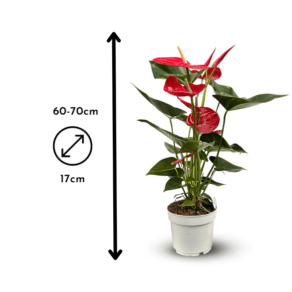 Anthurium Rouge 70 cm - clicktofournisseur.com