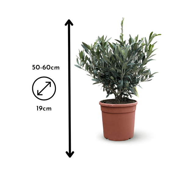 Olivier Europaea Touffe 60 cm - clicktofournisseur.com