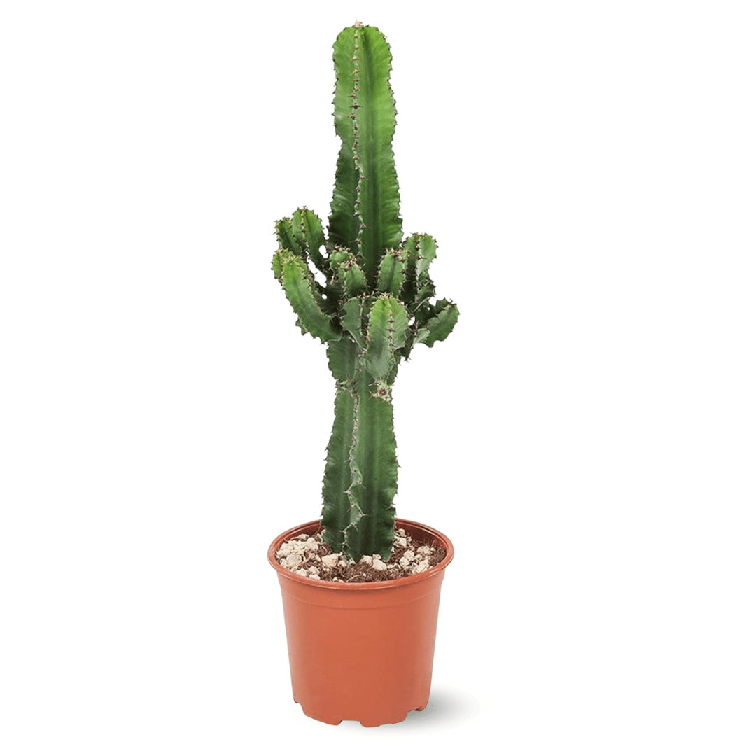 Euphorbia Eritrea 100 cm - clicktofournisseur.com