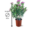 Laurier Rose Oleander 120 cm - clicktofournisseur.com
