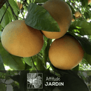 Pamplemoussier Pomelos 120 cm - clicktofournisseur.com
