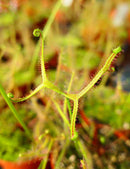 Drosera binata var. dichotoma