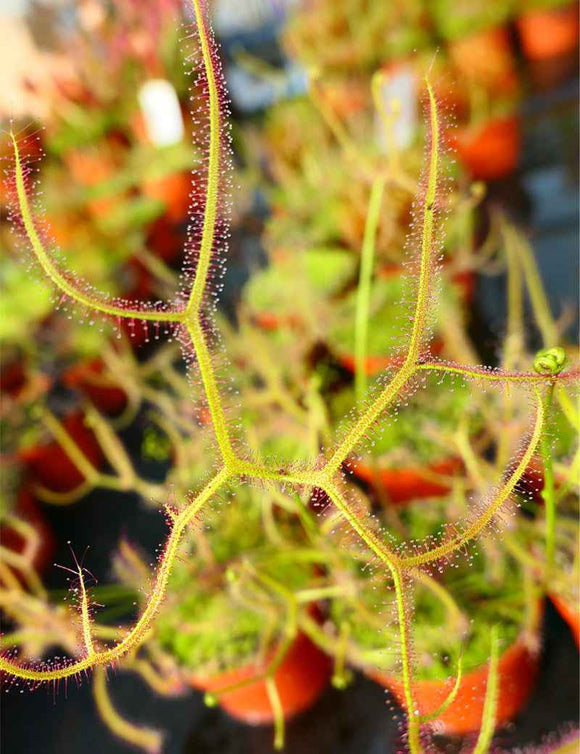 Drosera binata var. dichotoma
