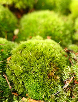 Boules de mousse Leucobryum Glaucum