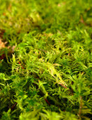Sphaigne vivante - Sphagnum cristatum pour un jardinage éco-responsable