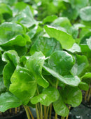 Caféier arabica - Coffea arabica