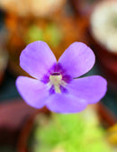 Pinguicula x bailly plante carnivore - Petite merveille botanique