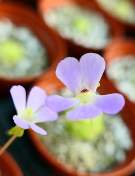 Pinguicula Kondoï
