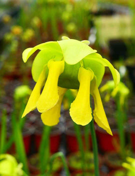 Sarracenia flava var. ornata