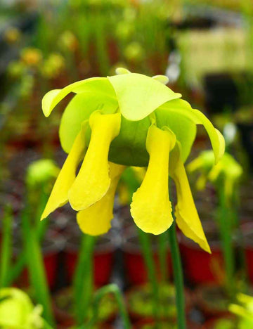 Sarracenia flava var. ornata