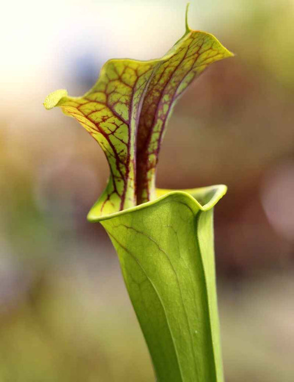 Sarracenia flava var. ornata