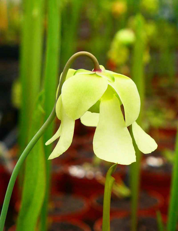 Sarracenia alata red throat