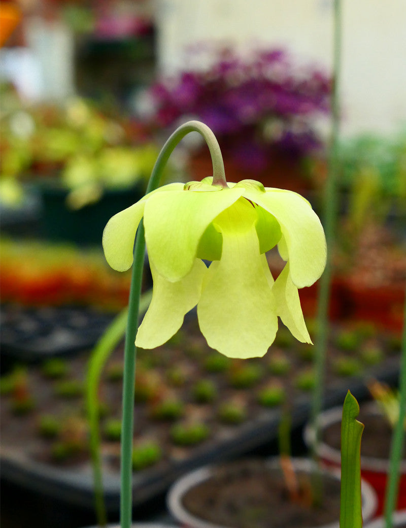 Sarracenia 'juthatip soper' plante carnivore exceptionnelle