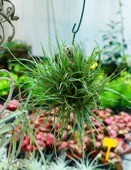 Tillandsia albertiana en touffe - Fixé