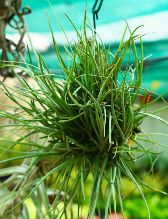 Tillandsia albertiana en touffe - Fixé