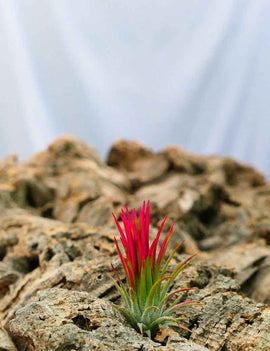 Tillandsia ionantha 'Fuego'