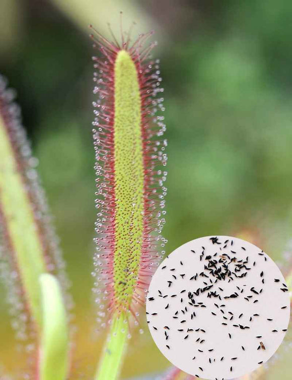 Graines de Drosera capensis compacta