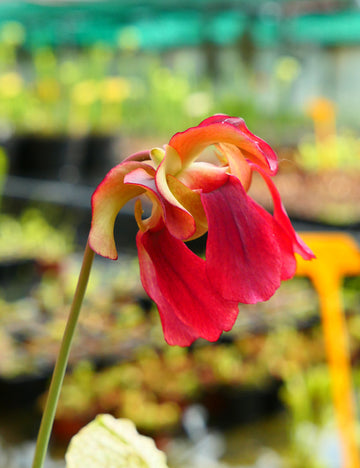 Sarracenia leucophylla x wrigleyana - 0