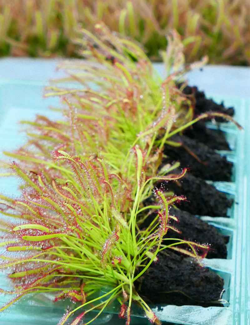 Mottes de Drosera capensis à rempoter x 6