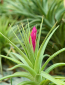 Tillandsia aeranthos