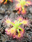 Drosera paleacea