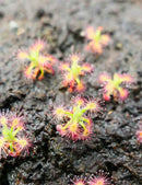 Drosera paleacea