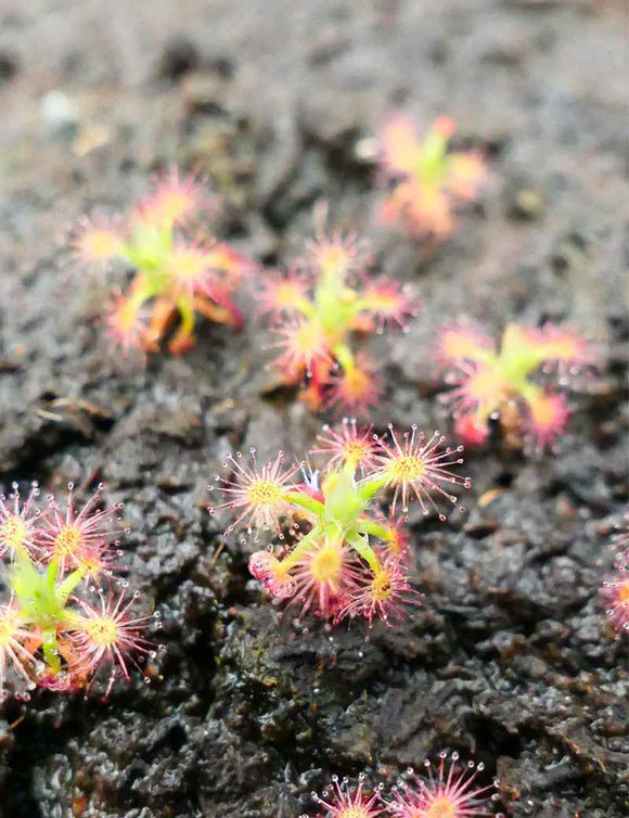 Drosera paleacea
