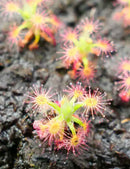 Drosera paleacea