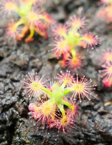 Drosera paleacea
