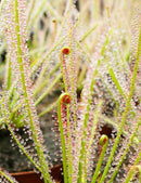 Drosera x hybrida