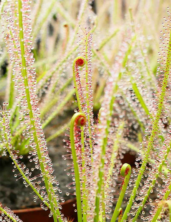 Drosera x hybrida
