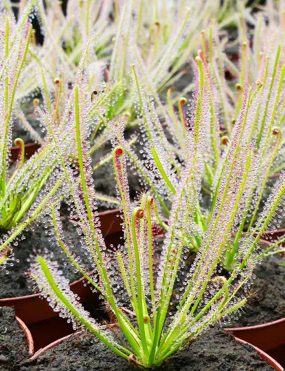 Drosera x hybrida