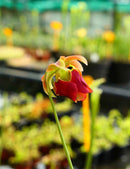 Sarracenia rubra ssp. wherryi