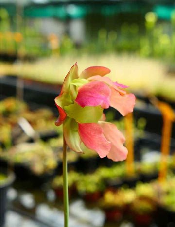 Sarracenia x 'Paradisia Red Form'