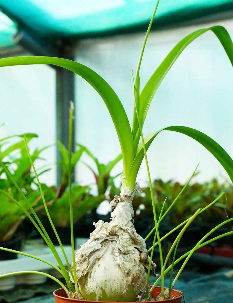Albuca bracteata