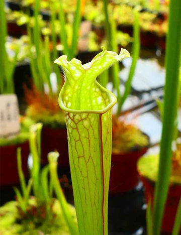 Sarracenia leucophylla red tube