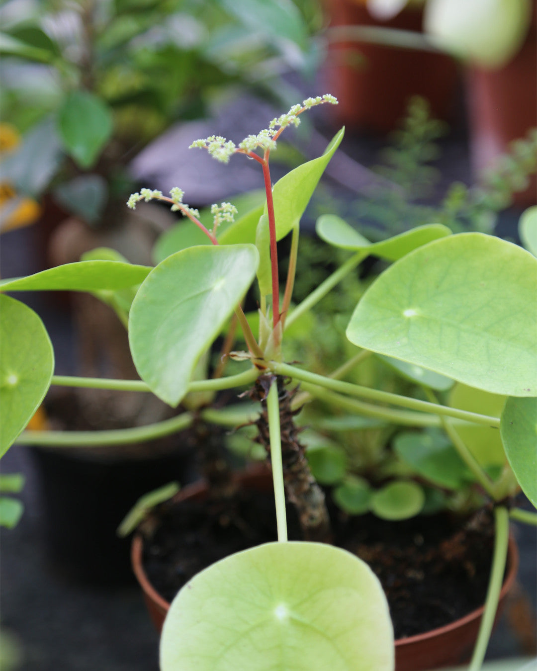Pilea peperomioides 15-20 cm - Plante d'intérieur tendance