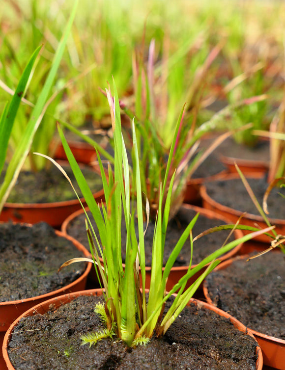 Xyris sp. plante - Caractéristiques et entretien de cette plante unique