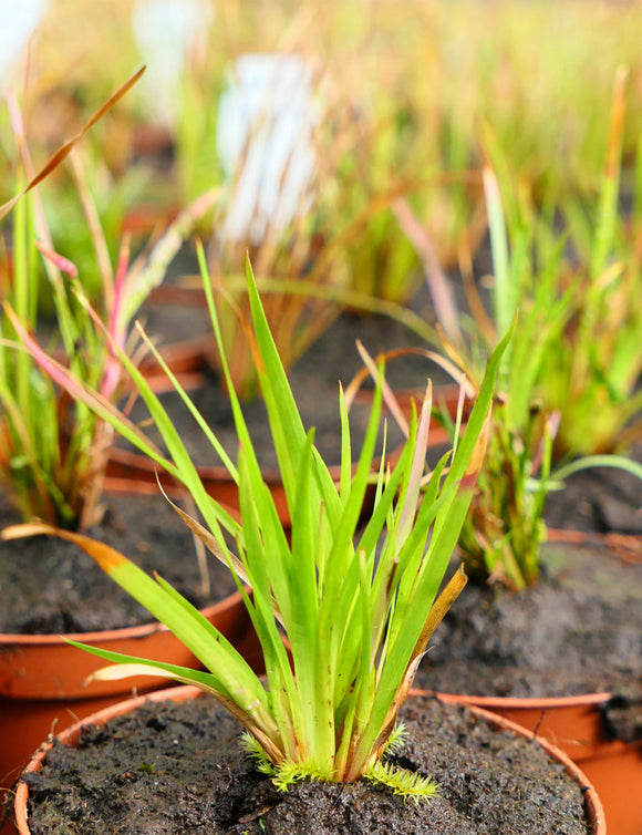Xyris sp. plante - Caractéristiques et entretien de cette plante unique