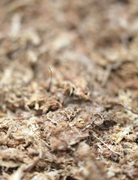 Sphaigne du Chili haute qualité - 1 kg - Idéale pour jardinage