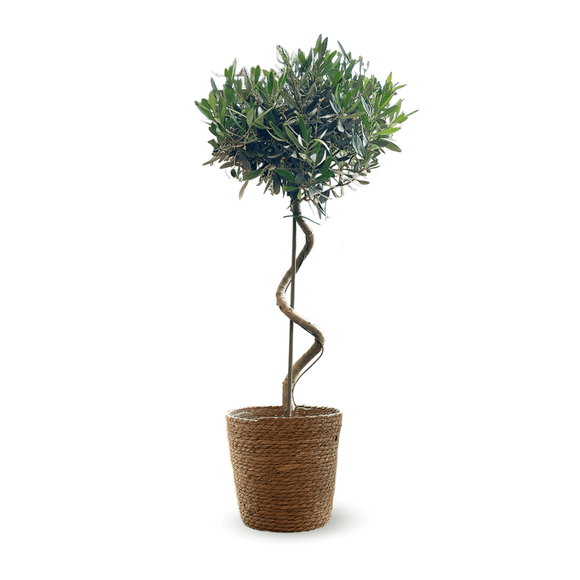 Olivier Europaea Tige Torsadée 100 cm - clicktofournisseur.com