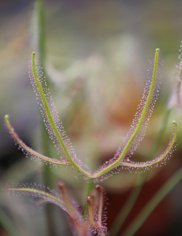 Drosera binata - mont ruapehu - alpin form