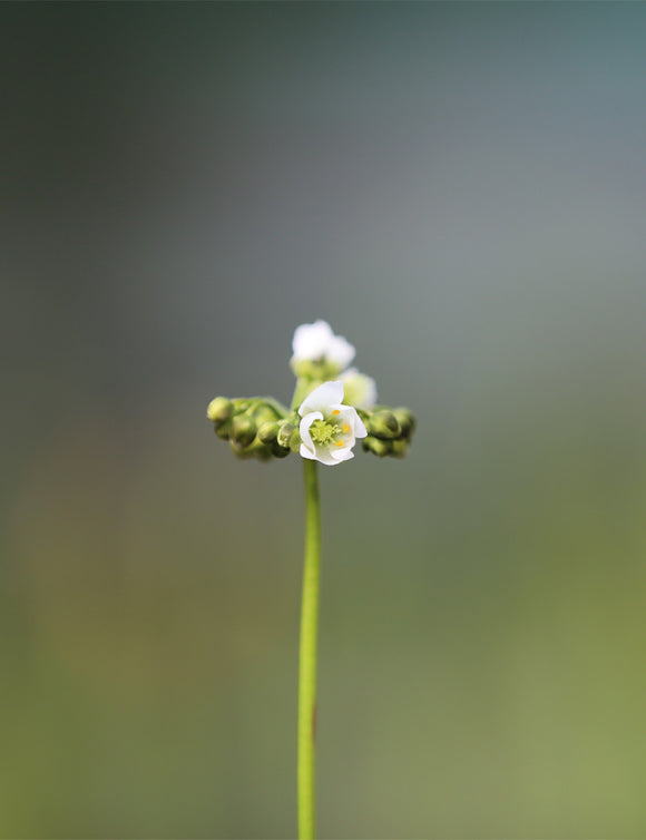 Drosera binata - mont ruapehu - alpin form
