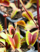 Dionaea muscipula volcanique rouge - Exceptionnelle plante carnivore Clayton's Volcanique Rouge