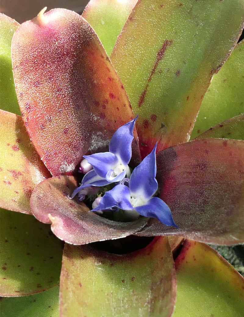 Neoregelia schultesiana 'Hawaii'