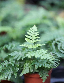 Dryopteris erythrosora