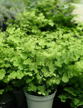 Adiantum raddianum Fritz Luthi