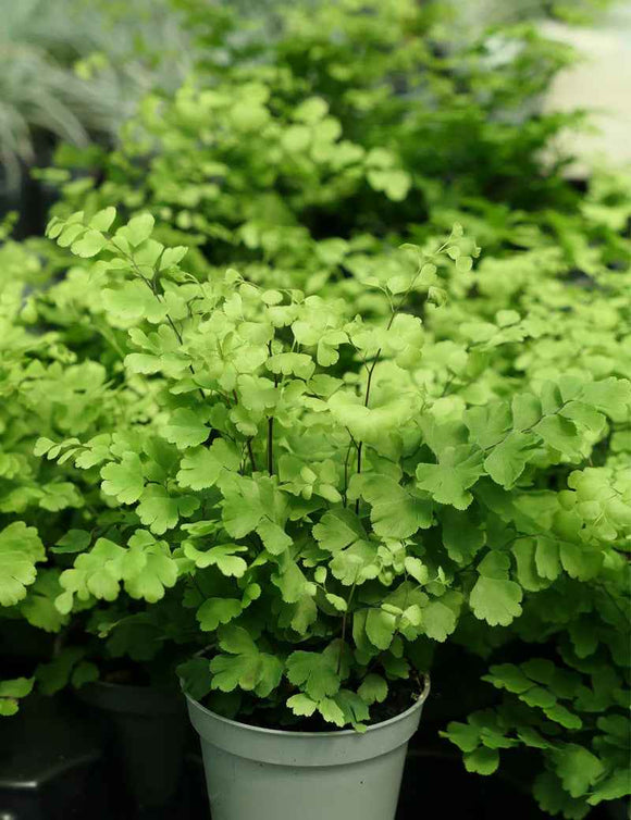 Adiantum raddianum Fritz Luthi
