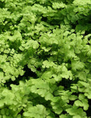 Adiantum raddianum Fritz Luthi